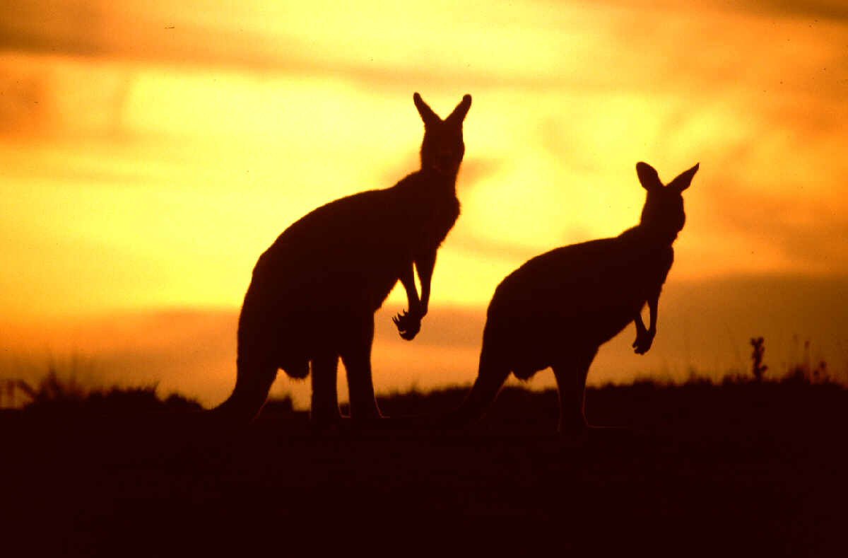 Australia: Becas Para Pregrado en Deportes University of Canberra